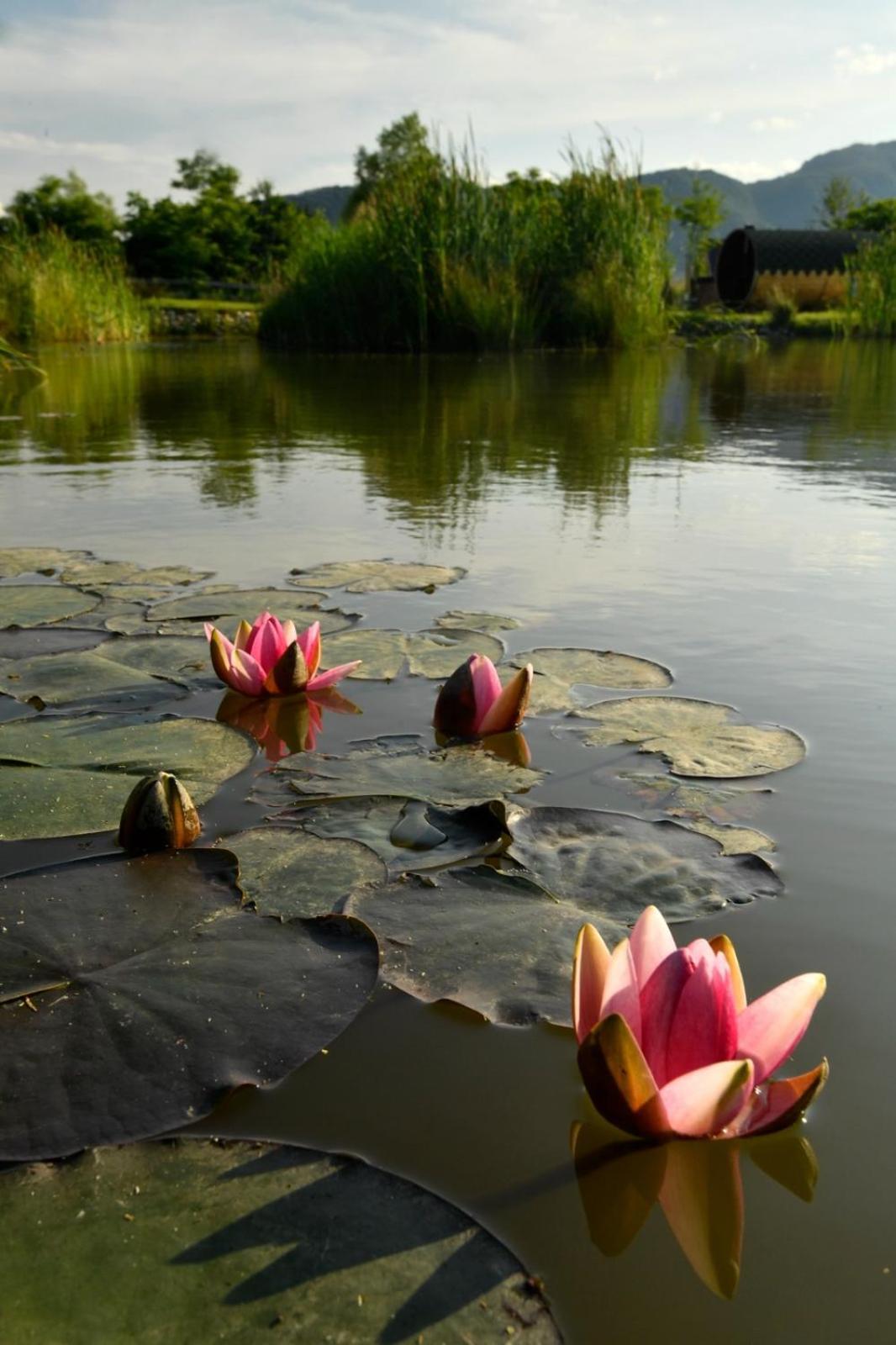 Green Resort Bran Bran  Zewnętrze zdjęcie